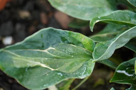  Hosta: Een Polymeerwonder voor Extreme Omstandigheden en Duurzame Toepassingen!