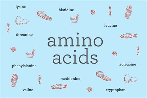 Isoleucin: Ontdek de Veelzijdige Toepassingen van deze Essentiële Aminozurenbron!