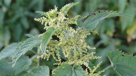 Urtica Dioica - De Verrassende Vezel Voor Duurzame Textura!